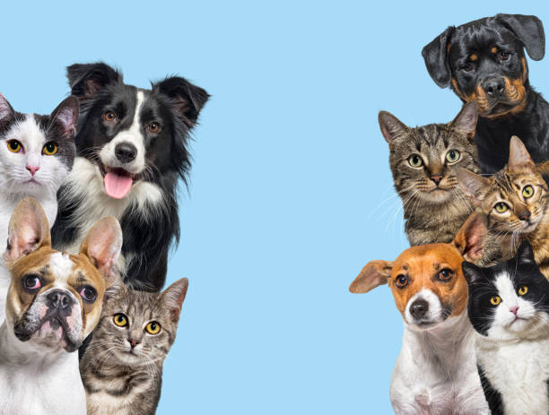 Cute Pets